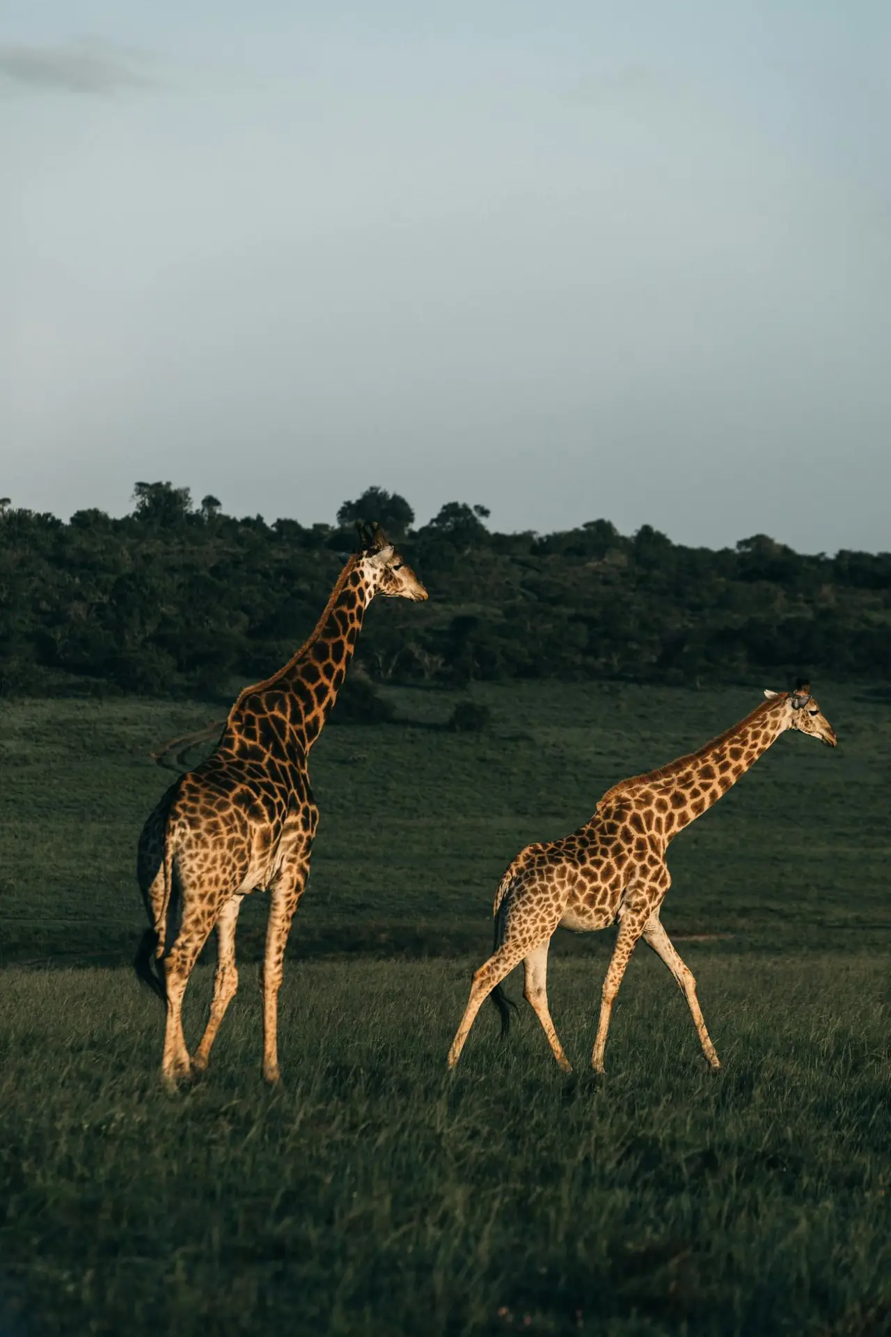 Maasai Mara