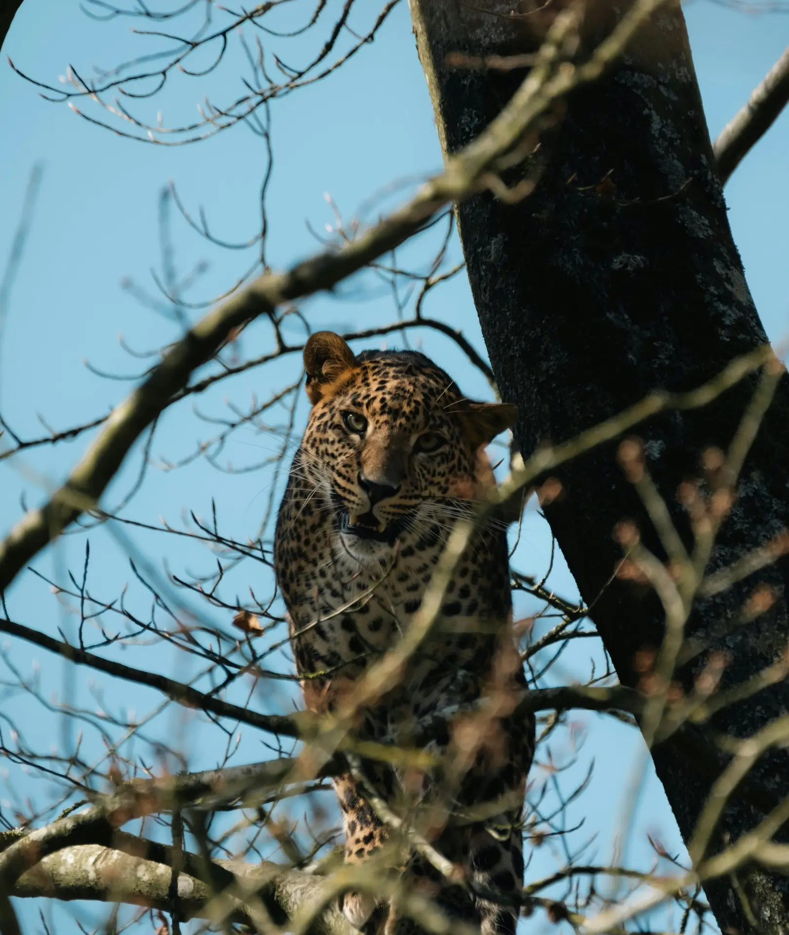 Leopard on Tree