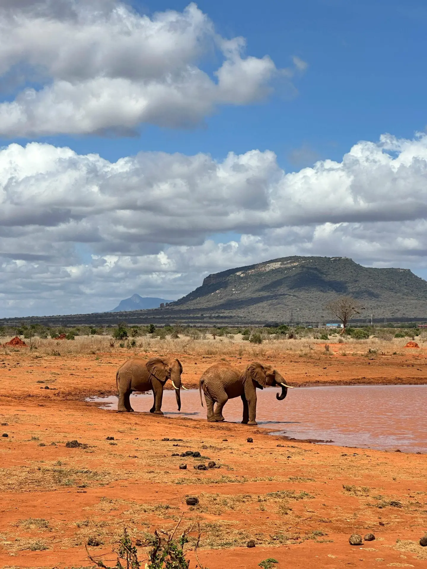 Elephants