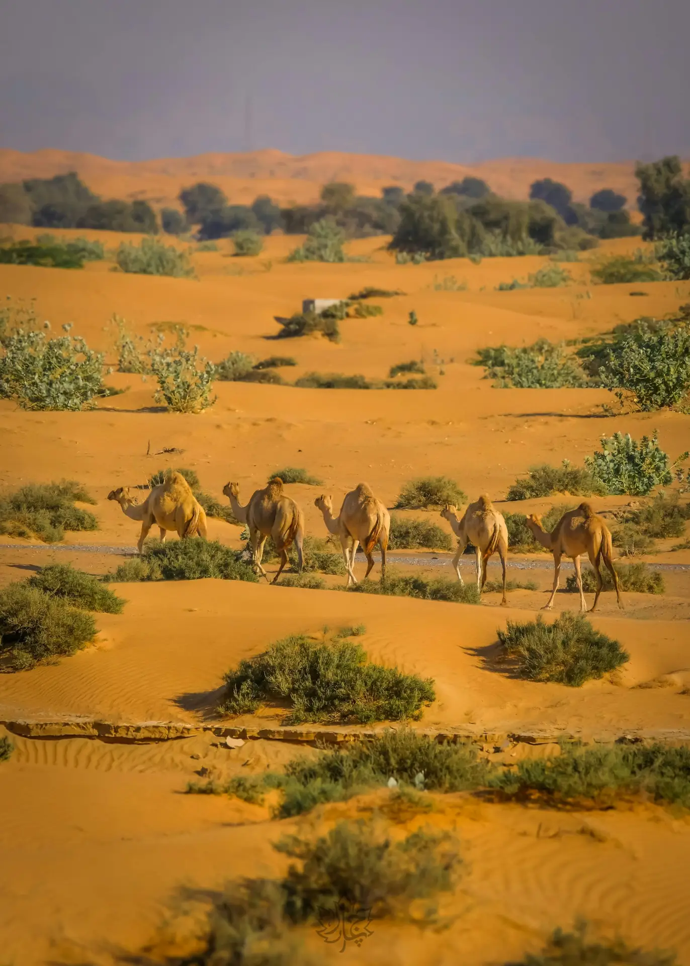 Camels
