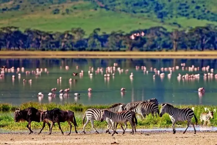 cover for wildlife in kenya