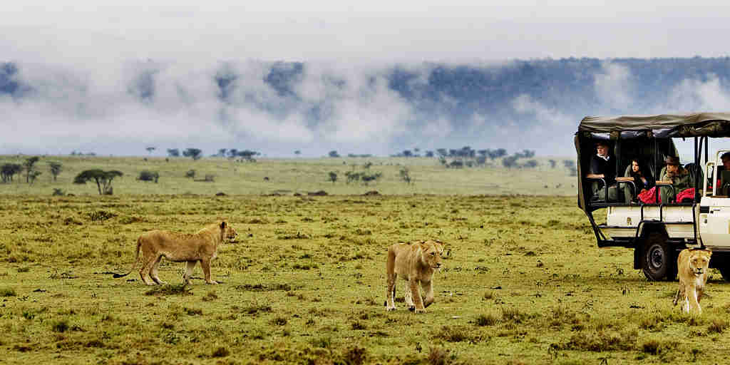 game drive lions karen blixen camp kenya yellow zebra safaris