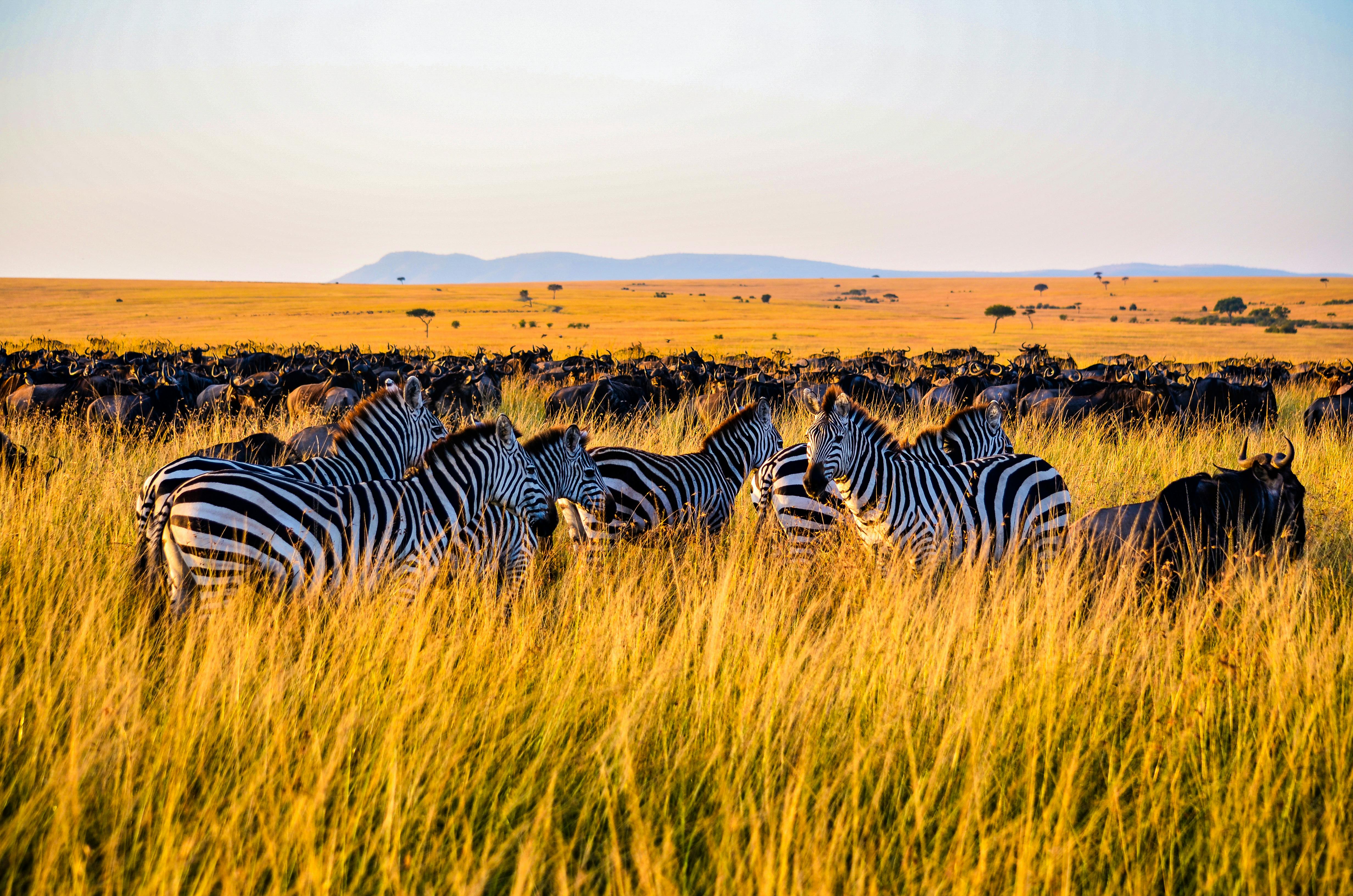 Zebras grazing in Kenya