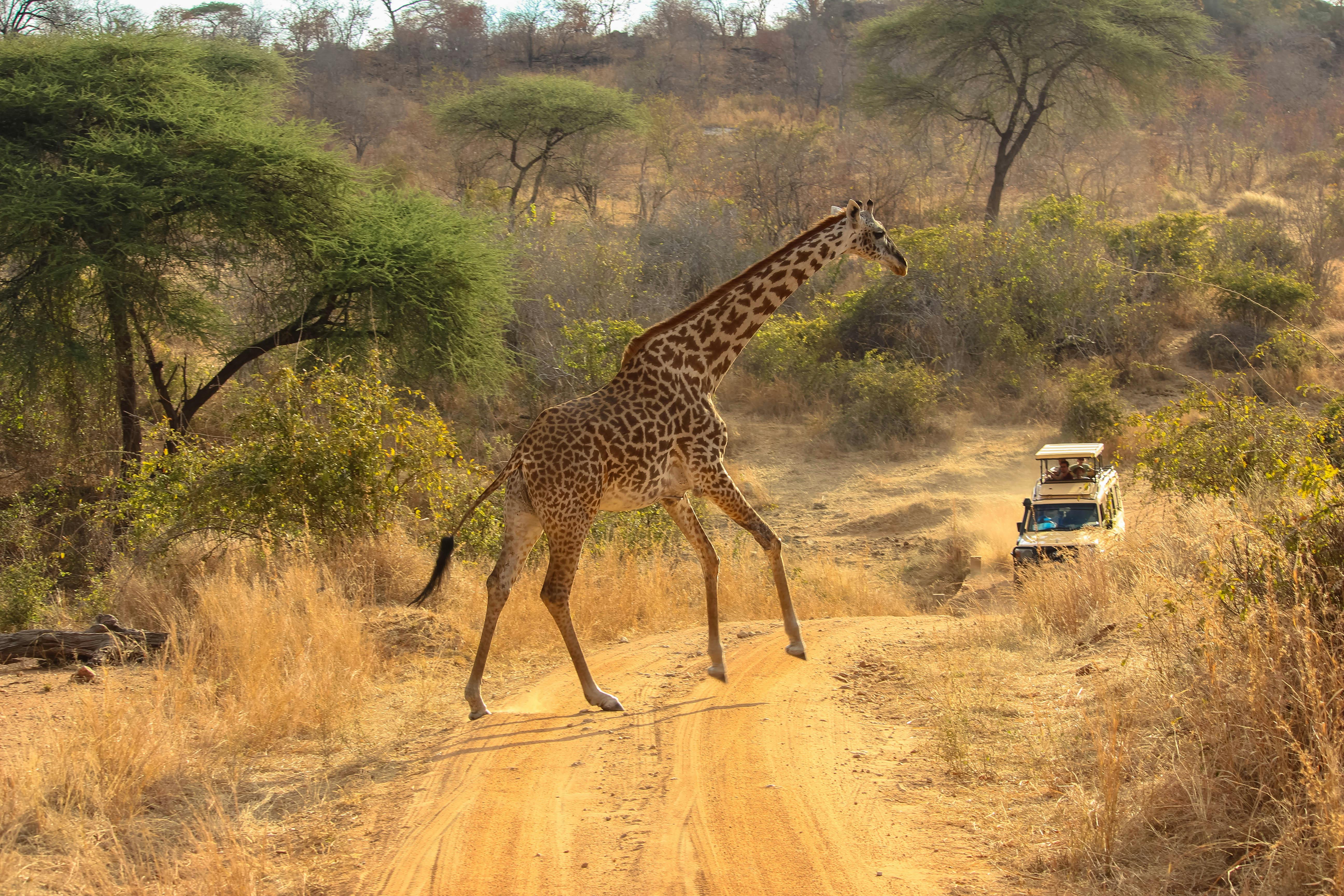 giraffe in Kenya