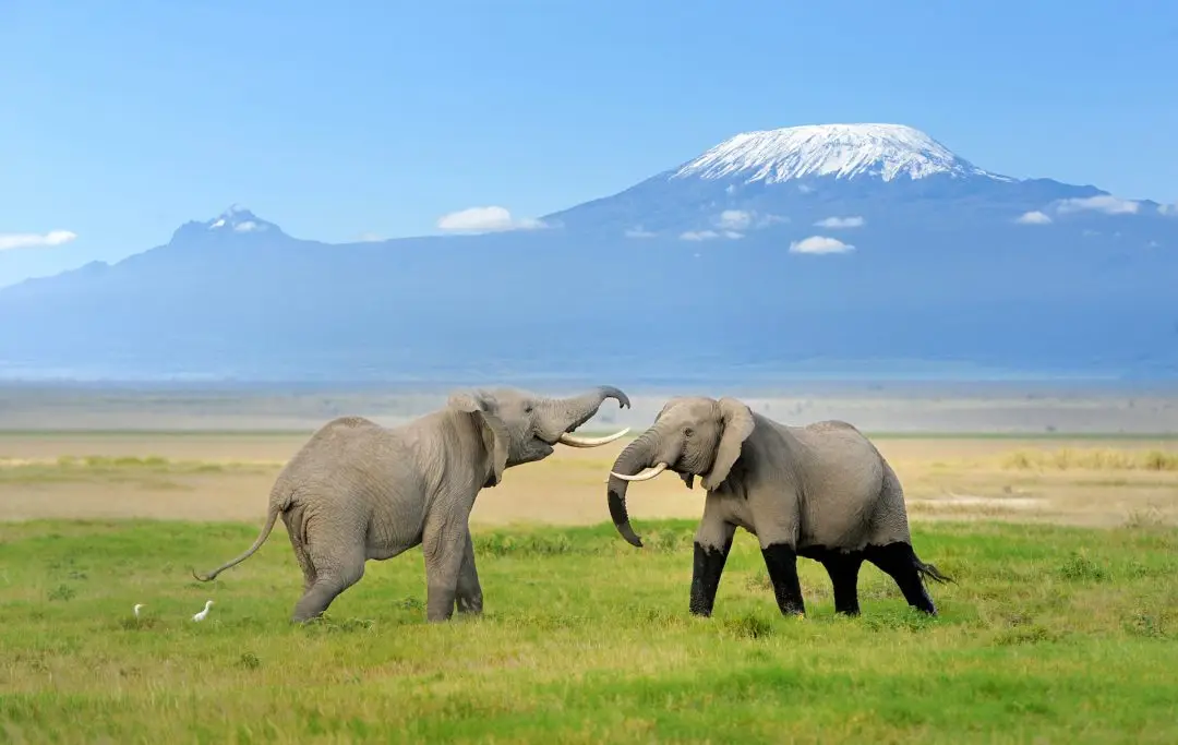 Amboseli