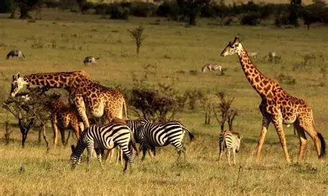 Maasai Mara